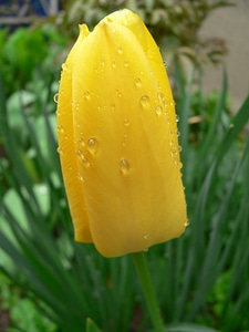 Tulip yellow flower raindrops photo