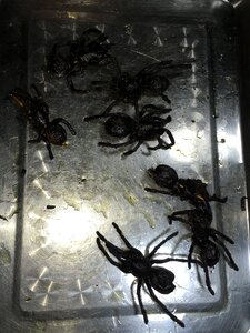 Delicacy gourmet scary