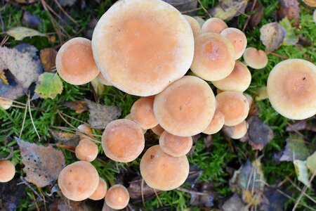Nature autumn mushrooms