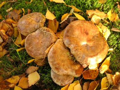 Together paxillus involutus mushroom genus photo