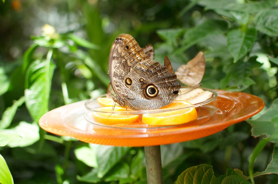 Summer botanical garden animal