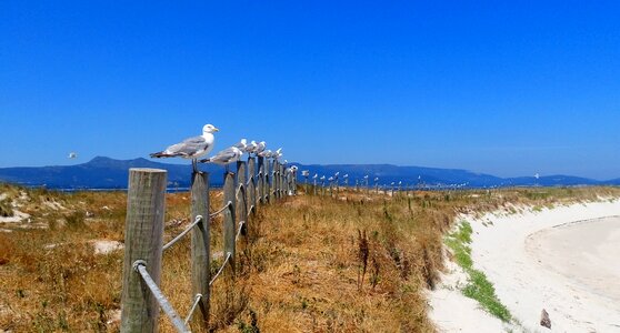 Arousa areoso islet