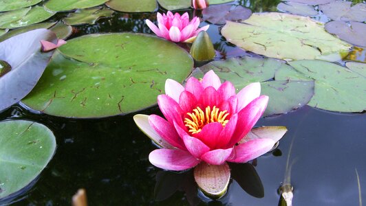 Pink waterlily pond