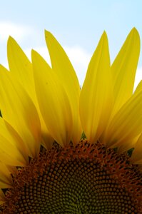 Sunny sun summer
