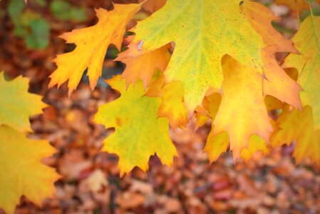 Sheet nature autumn leaf photo