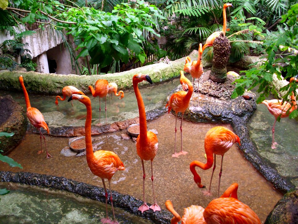 Nature wildlife flamingo