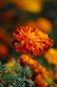 Floral nature flores