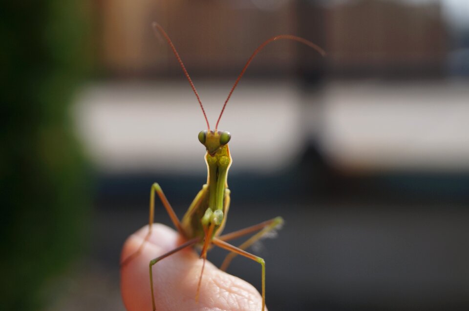 Insect mantis praying