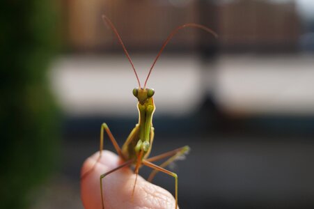 Insect mantis praying photo