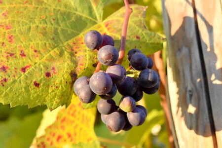 Winegrowing autumn green