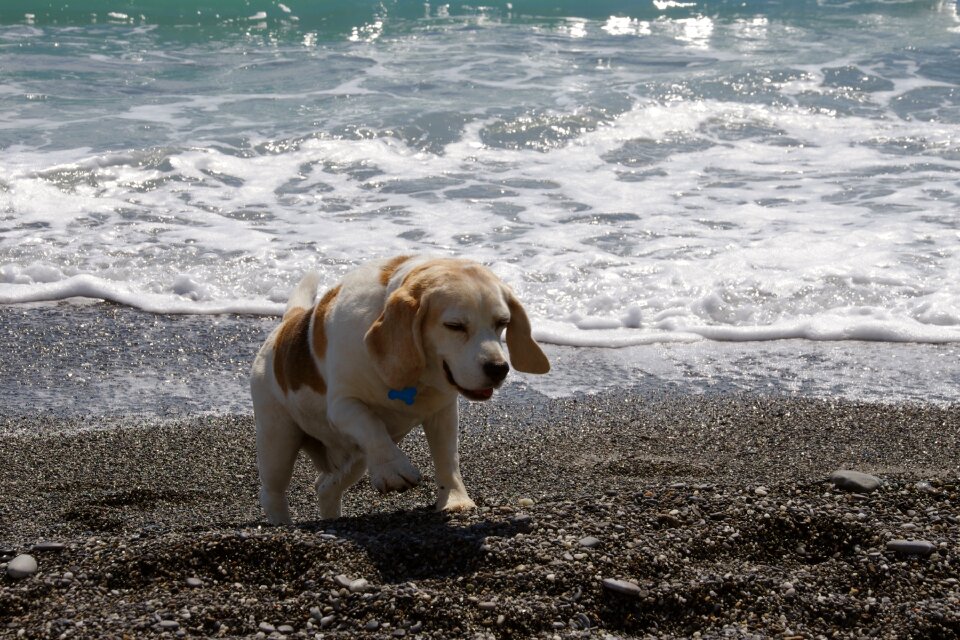 Hound friend elderly photo