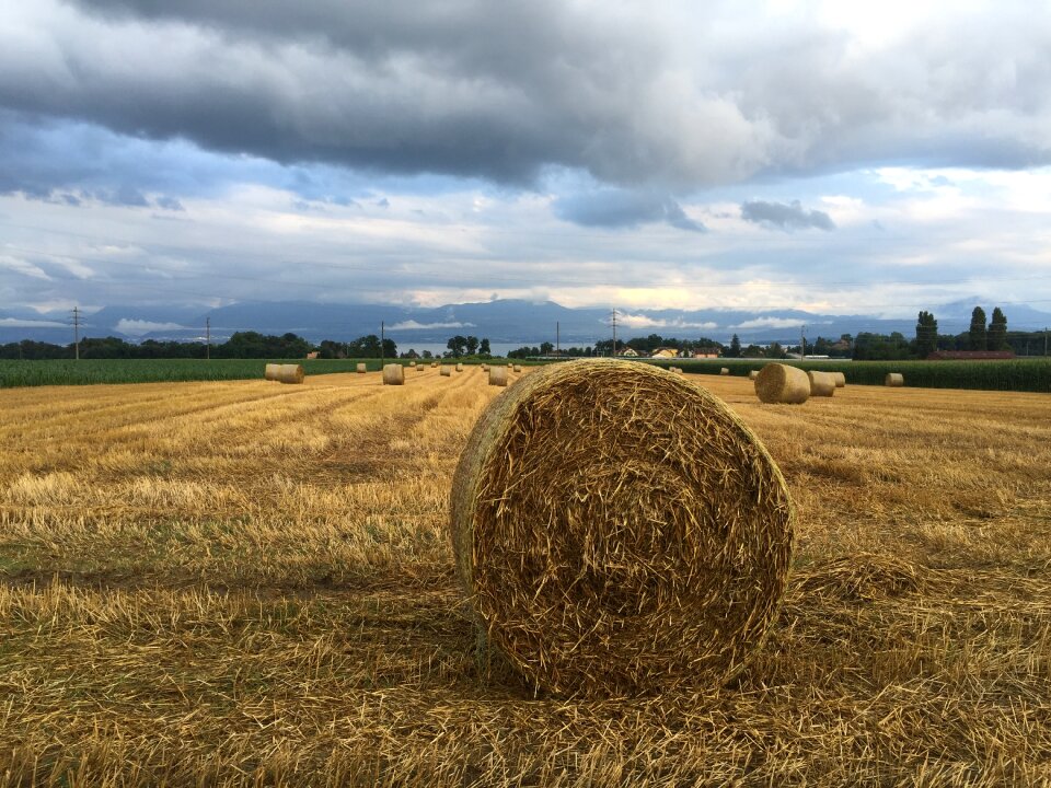 Agricultural harvest nature