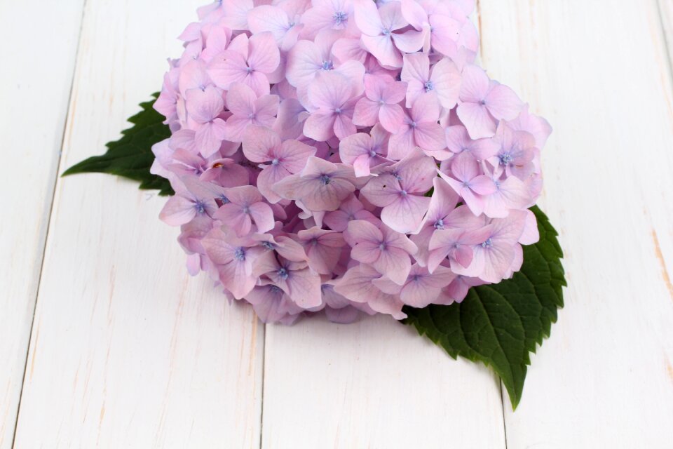 Spring nature bouquet