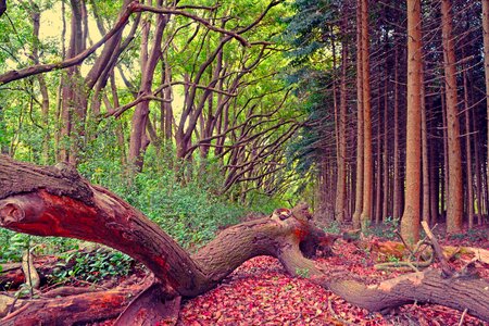 Trees autumn forest autumn leaves photo