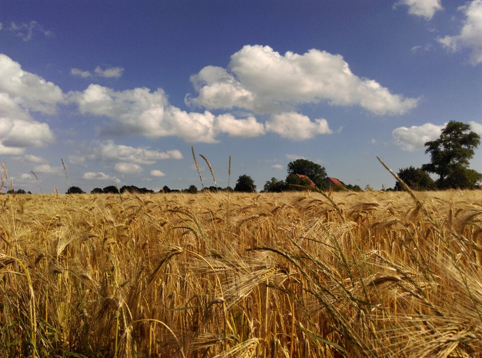 Summer dry landscape photo