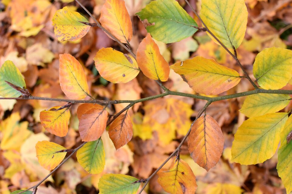 Colors season color