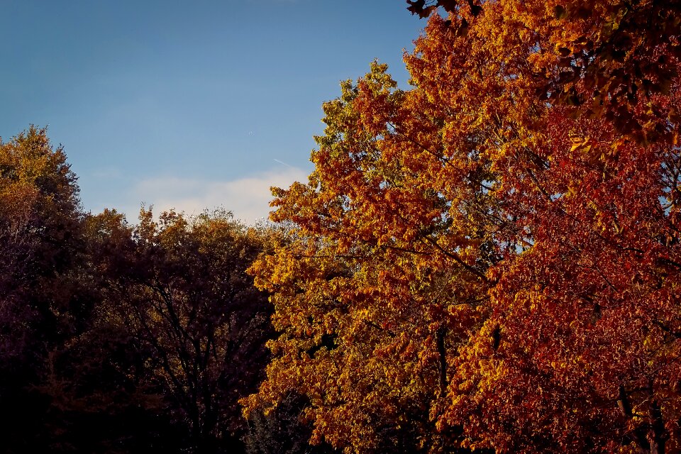 Landscape forest farbenspiel