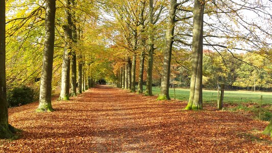 Autumn landscape mystical forest