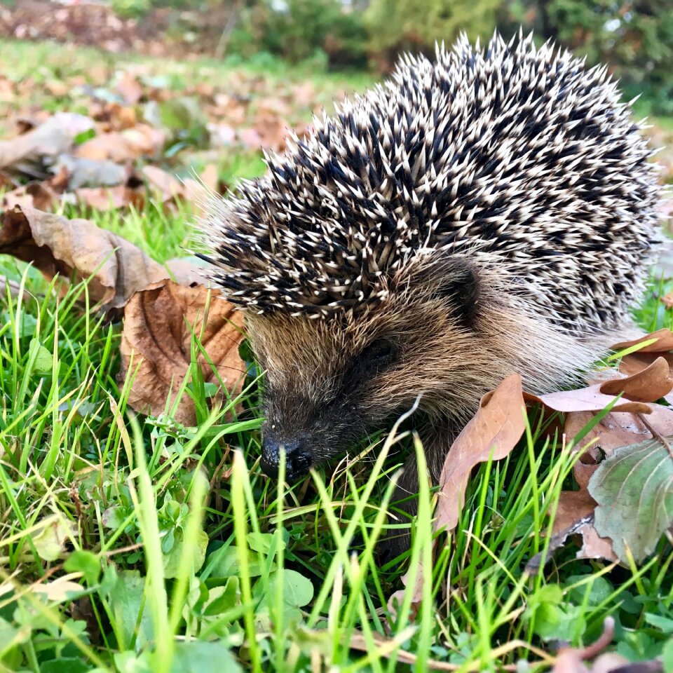 Natural cute wild