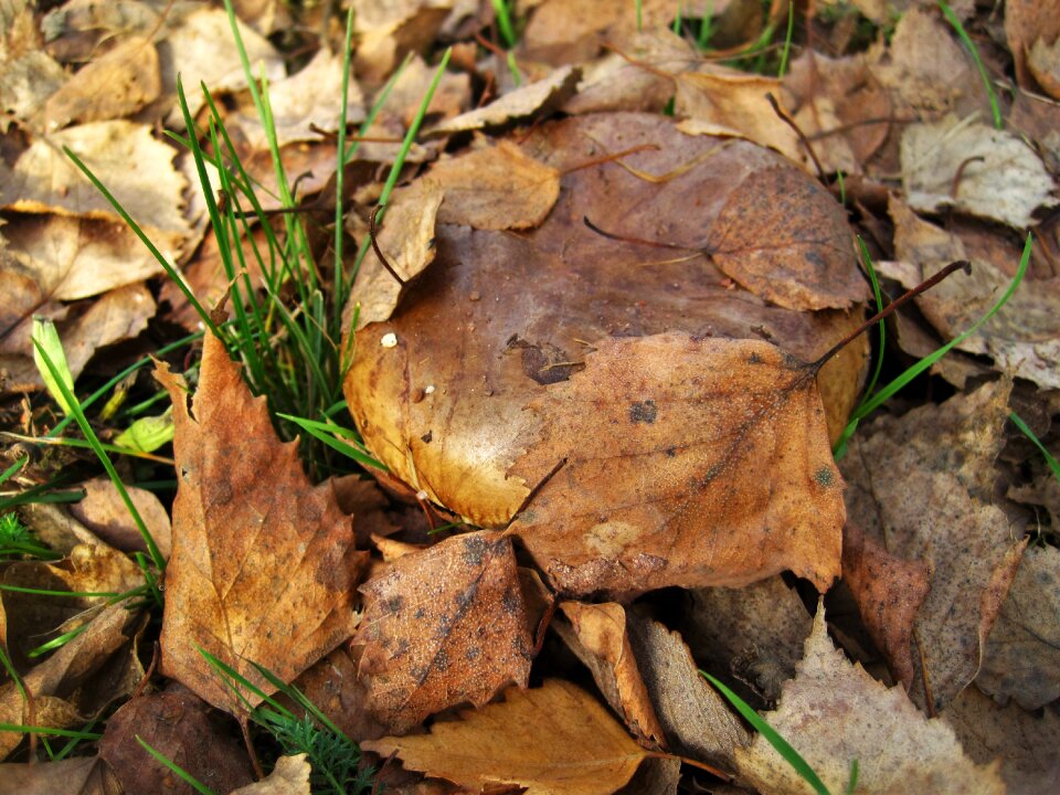 Firs mushroom autumn