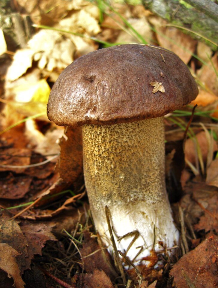 Edible autumn forest