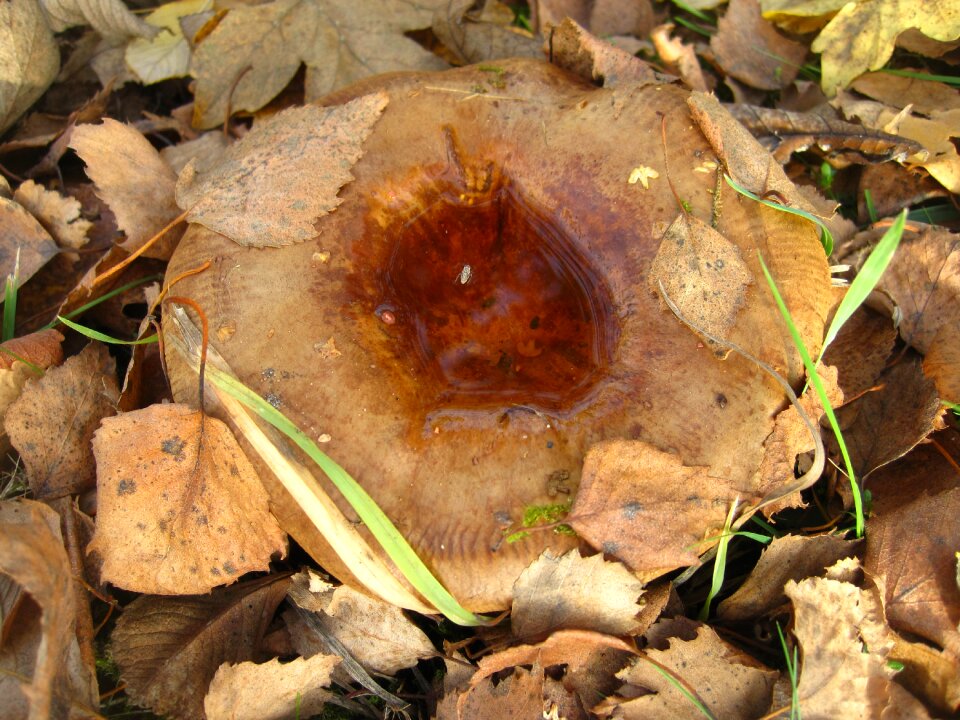 Mushroom genus firs mushroom
