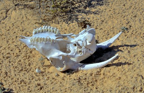 Dead head animal