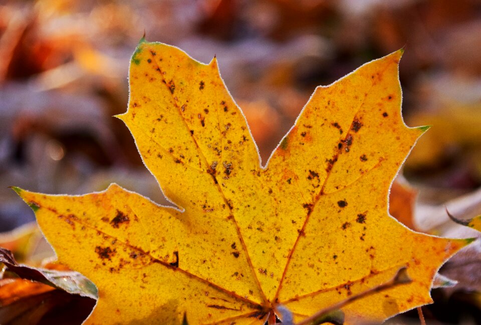 Cold autumn frozen