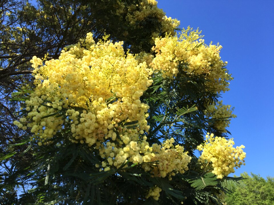Mimosa tree flower