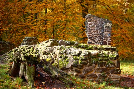 Grotto feilenmoos rasenerz photo