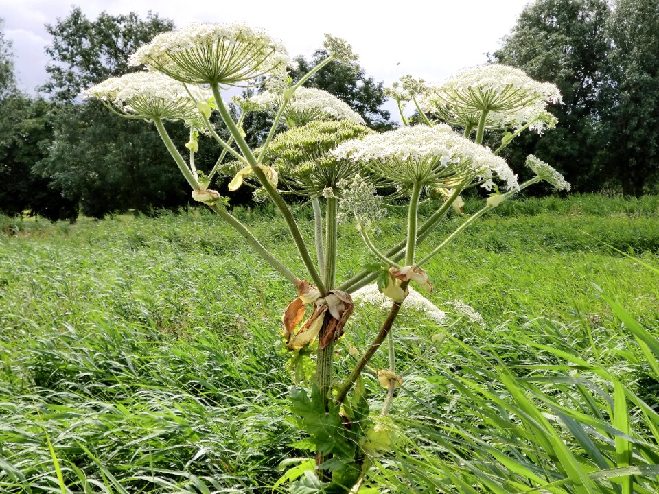 Hogweed screen flower netherlands