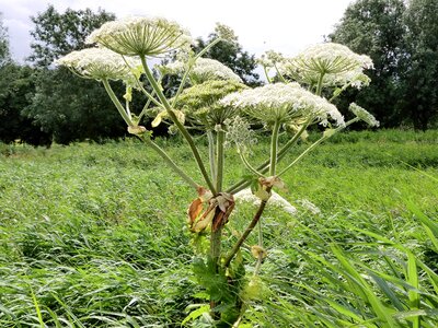 Hogweed screen flower netherlands