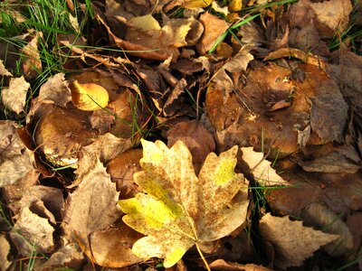 Brown-yellow leaves leaves and mushrooms photo