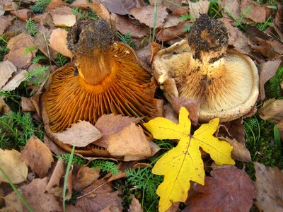 Firs mushroom autumn photo