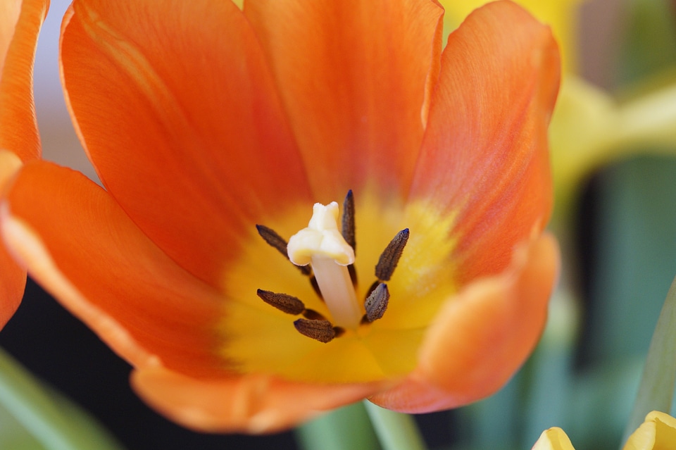 Harbinger of spring red orange