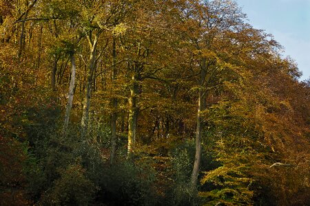 Landscape forest farbenspiel