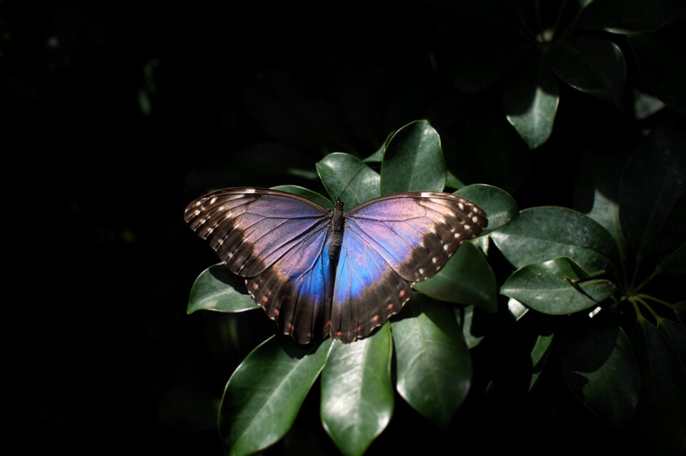Butterfly insect close up