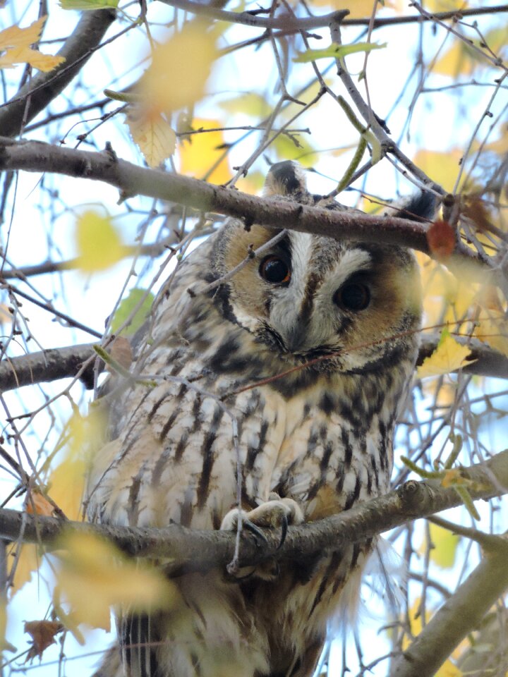 Long-eared owl czech budejovice south bohemia
