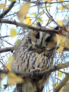 Long-eared owl czech budejovice south bohemia photo