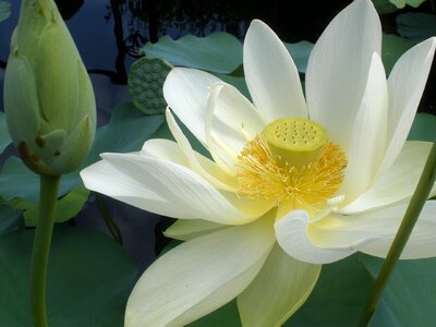 Lily pond waterlily photo
