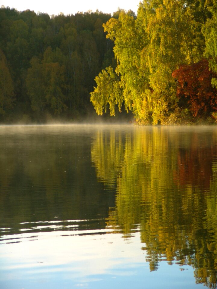 Nature summer morning