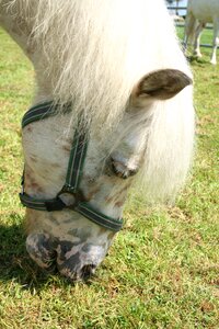 Graze pasture sweet