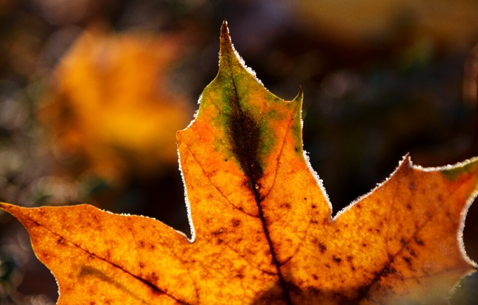 Cold autumn frozen