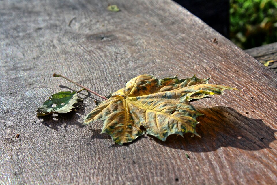 Wooden season decoration
