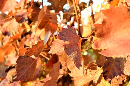 Winegrowing autumn red