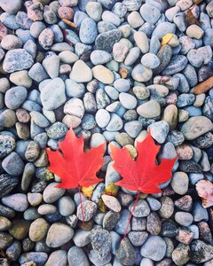 Late autumn red leaves stone