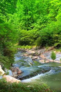 Georgia toccoa
