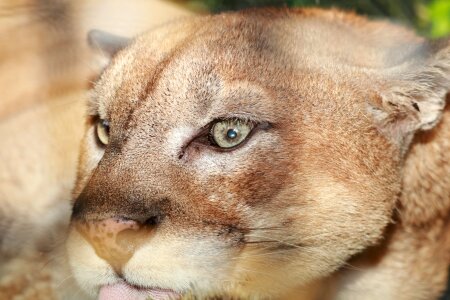 Animal wildlife nature
