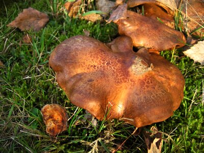 Firs mushroom autumn photo