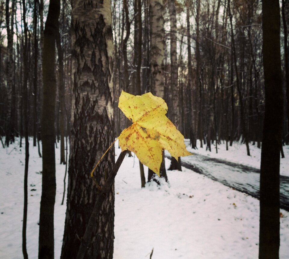 Leaves trees park